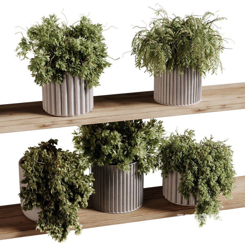 indoor plants 97- Hanging indoor plant Image 5