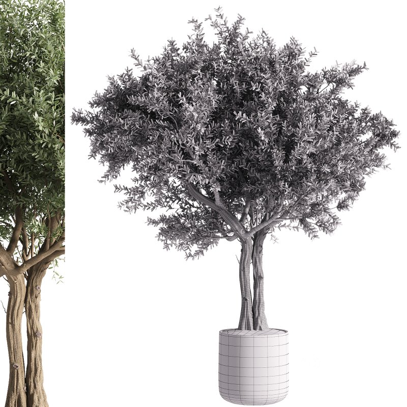 indoor plants – 35 plant in pot Image 3