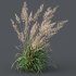 ntal grasses—**Celtica gigantea** (Golden Oats Grass) and **Nassella tenuissima** (Mexican Feather Grass)—curated for naturalistic, windswept landscapes and high-end 3D visualizations. - Thumbnail 10
