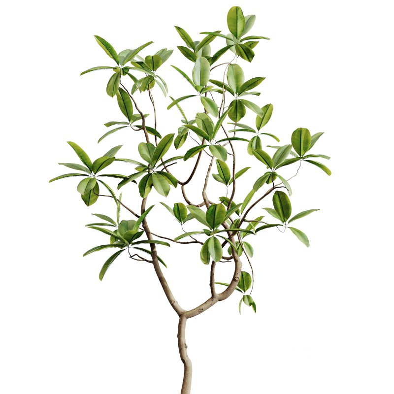 AV Indoor Plants Set 251 Olive Eucalyptus Japandi Ficus Banana Strelitzia Peace Lily Image 2