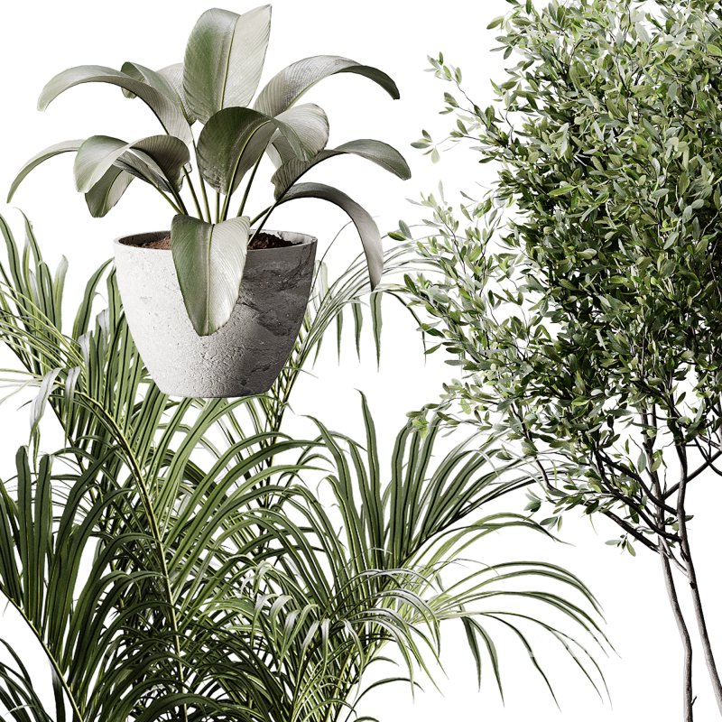 indoor plants 105 – plant collections in pot Image 4