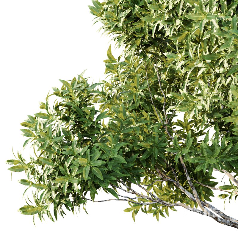 Sydney Blue Gum Tree 01 Image 5