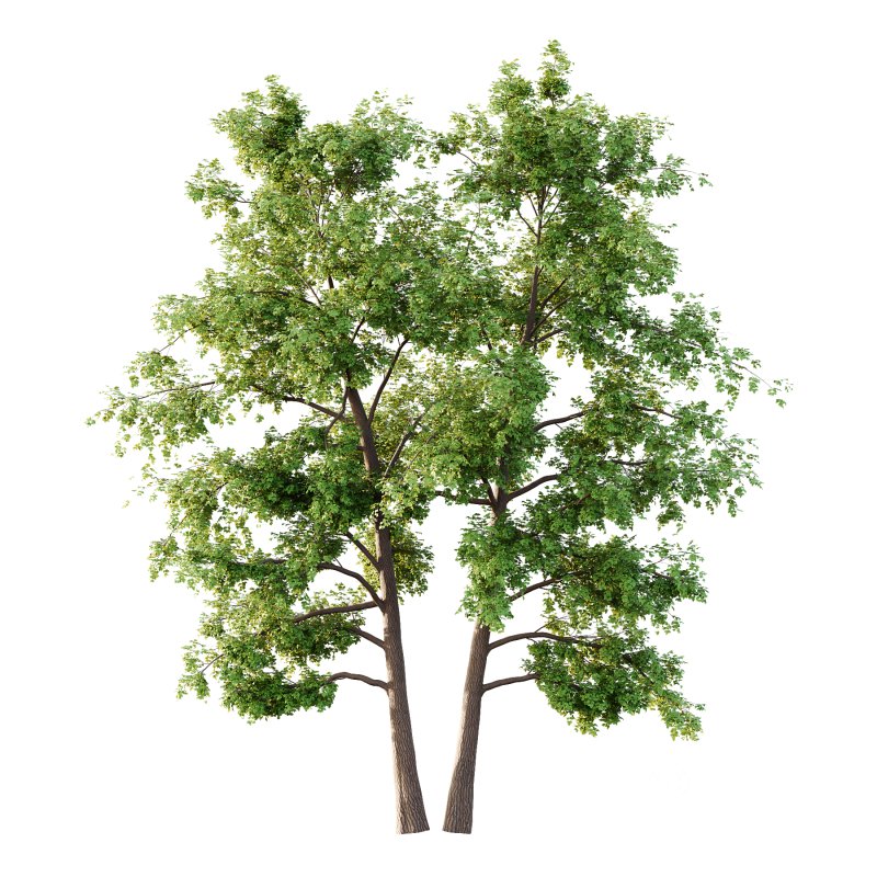 Alder Tree 03 Image 2