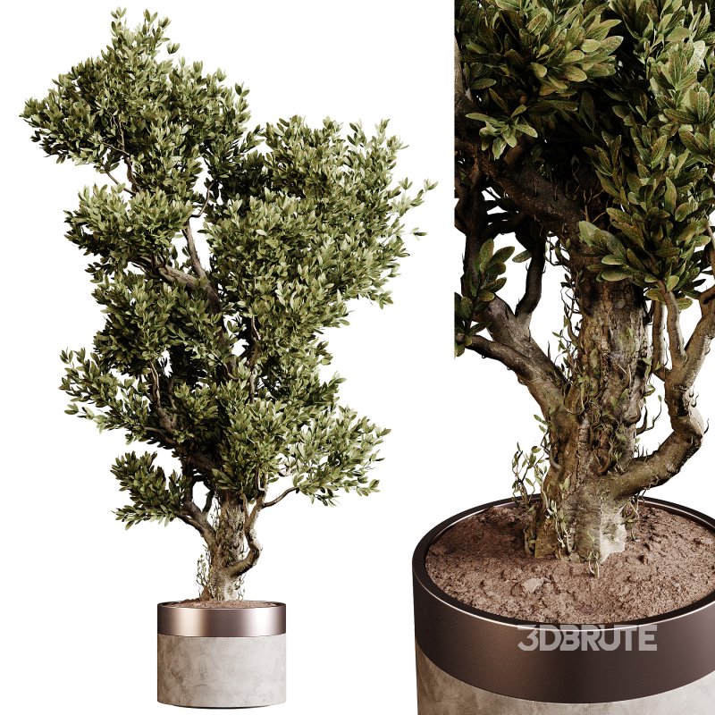 Indoor plants 84 – Plant in pot Image 3