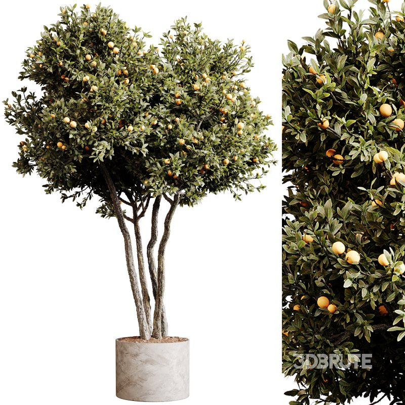 Indoor plants 80 – Plant in pot Image 2