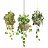 hanging plants set - Thumbnail 1