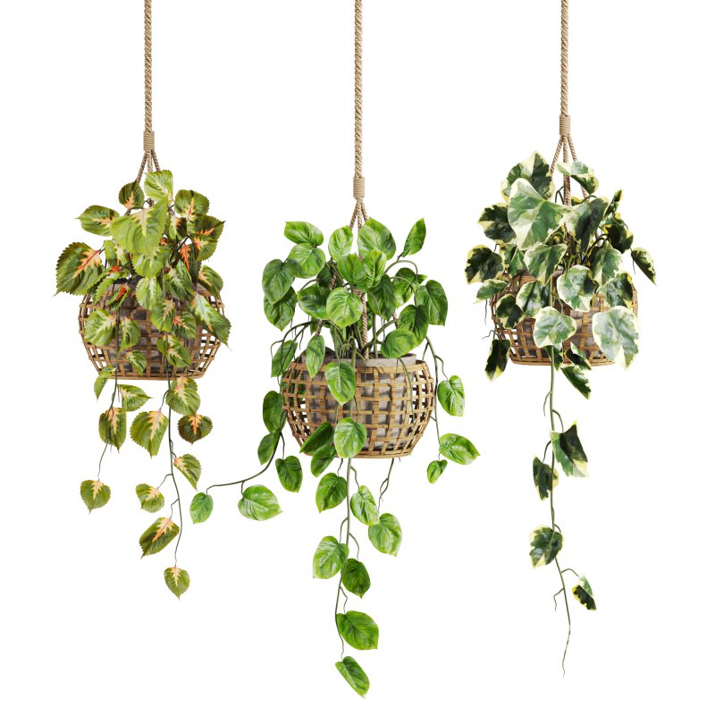 hanging plants set Image 1