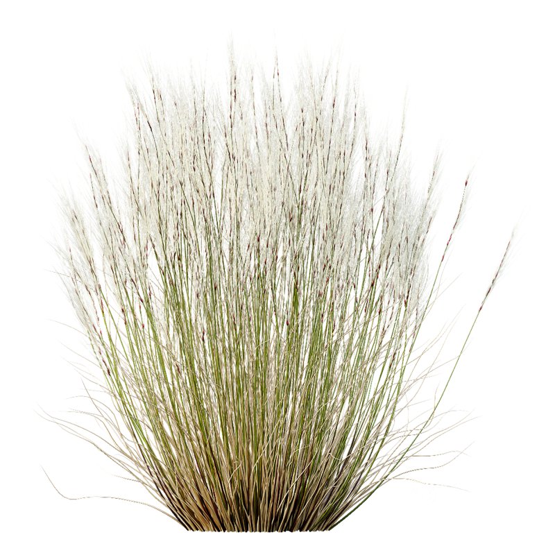 ntal grasses that elevate any exterior or landscape visualization with their delicate motion and architectural grace. This set features two species renowned for their feather-like texture and dynamic forms: Image 10