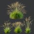 AV Molinia Caerulea Heidebraut Kleines Pfeifengras grasses - Thumbnail 8