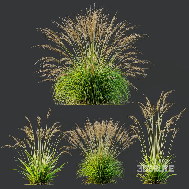 AV Molinia Caerulea Heidebraut Kleines Pfeifengras grasses Image 8