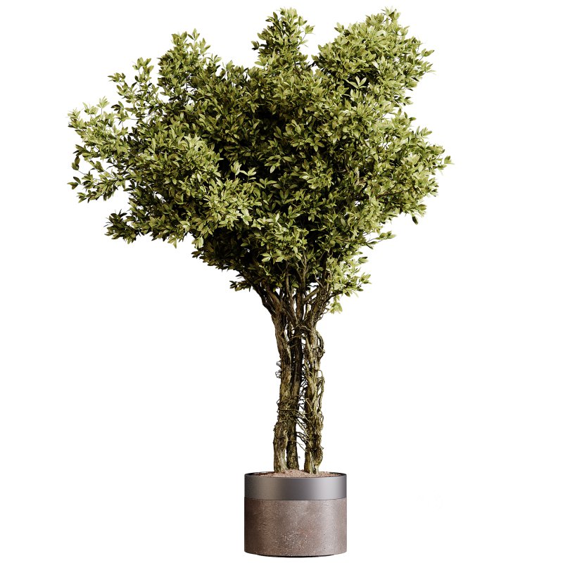 Indoor plants 87 – Plant in pot Image 3