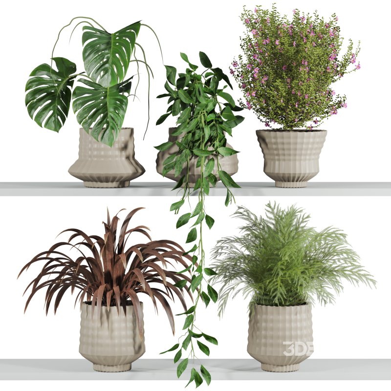 plants set on shelf Image 1