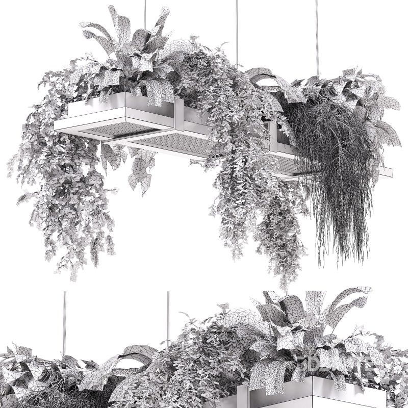 Hanging indoor Plants 03 Image 2