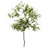AV Indoor Plants Set 261 Beech Olea Europaea Olive Eucalyptus and Japandi Ficus Dracaena Marginata and Fruit Bonsai Orange Tree - Thumbnail 1