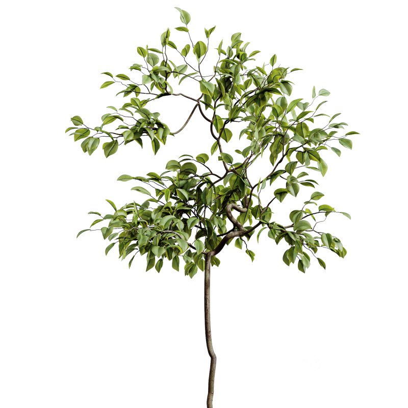 AV Indoor Plants Set 261 Beech Olea Europaea Olive Eucalyptus and Japandi Ficus Dracaena Marginata and Fruit Bonsai Orange Tree Image 1