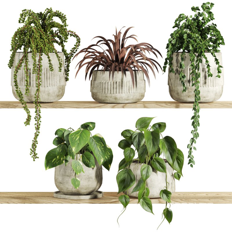 plants set on shelf Image 1