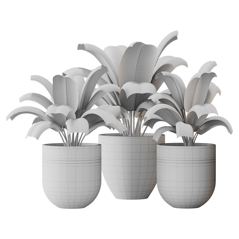 Spathiphyllum wallisii flower Image 8