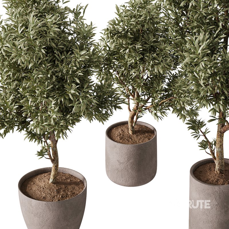 indoor plants – 65 plant in pot Image 4