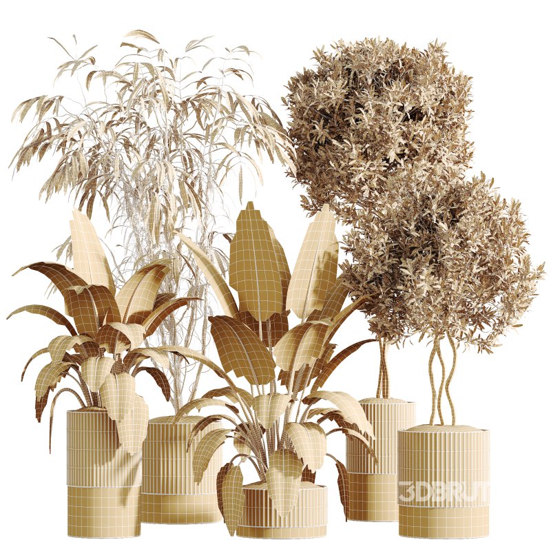 ntal hybrid originally cultivated in Southeast Asia. All models are placed in vertical fluted cylindrical concrete planters with subtle gradient bases, enhancing their architectural clarity and elevating any visual space. Image 6