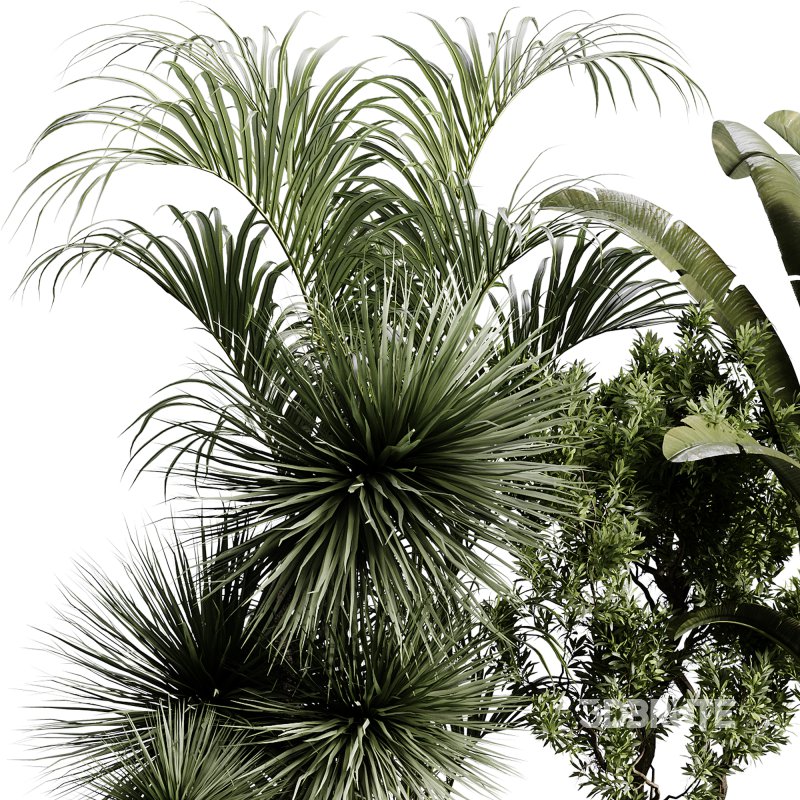 indoor plants 109 – plant collections in pot Image 9