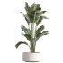 AV Indoor Plants Set 254 Sansevieria Olive Yucca Excelsa Palm Paradise Bird - Thumbnail 2