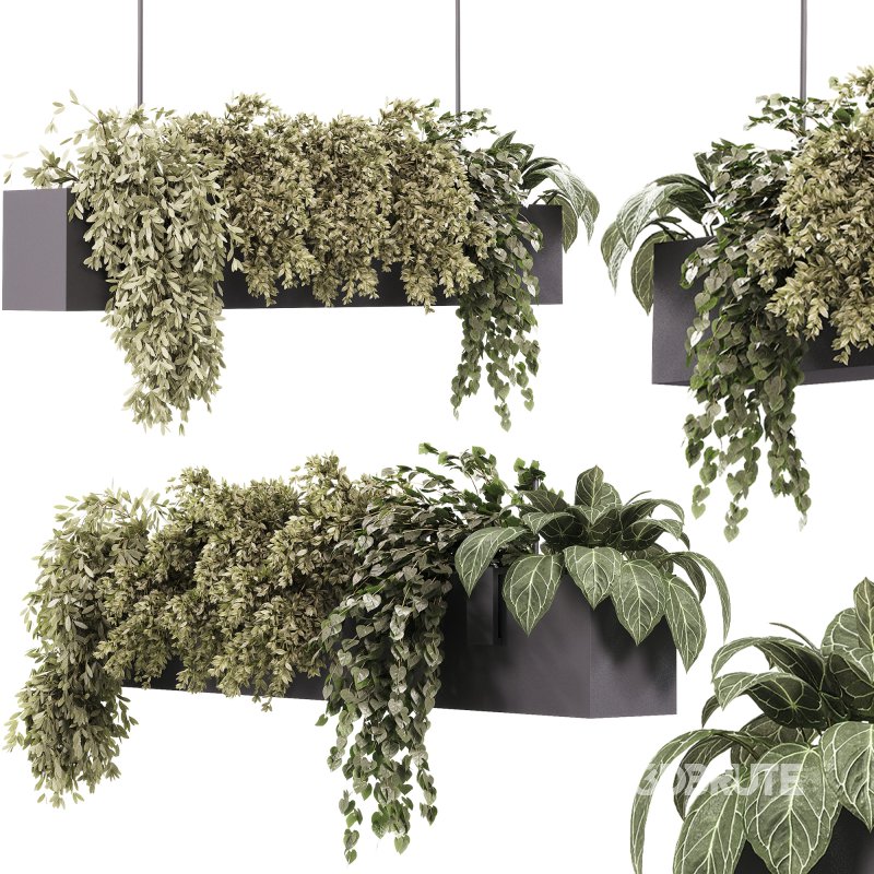 Indoor plants – 35 hanging indoor Plants Image 5
