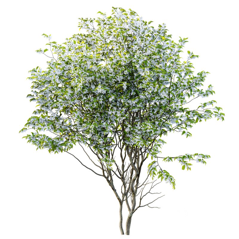 AV Spring blooming trees Butterfly Orchid Geranium Bauhinia and Amelanchier Lamarckii Image 2