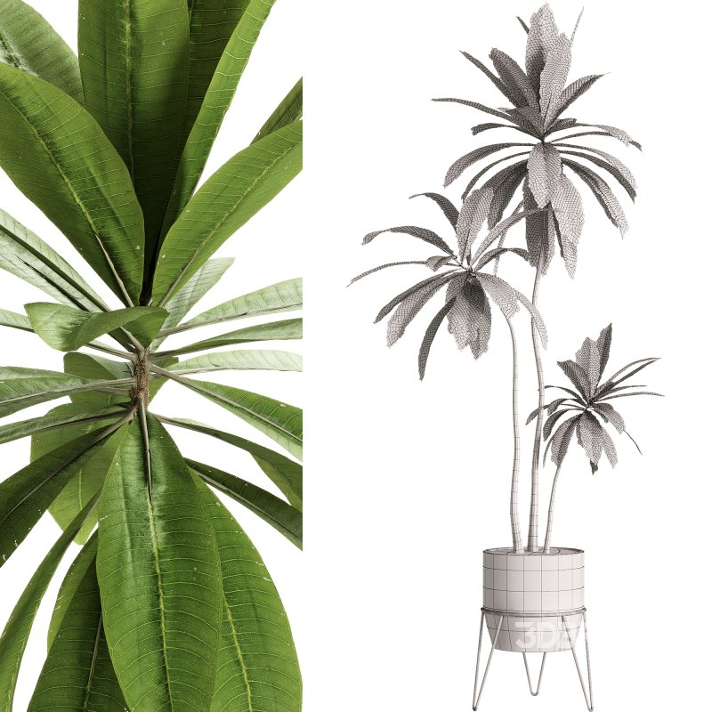 Indoor Plants – 25 Plant in pot Image 3