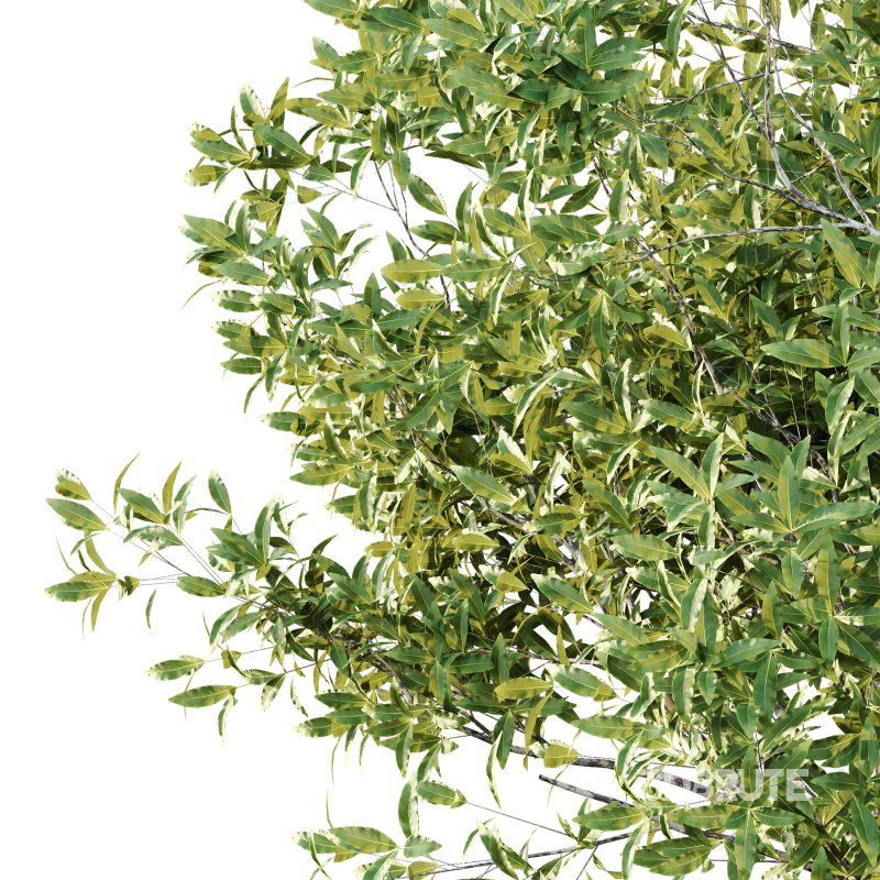 Sydney Blue Gum Tree 03 Image 6