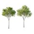 Acer Pseudoplatanus spring trees 02 - Thumbnail 1