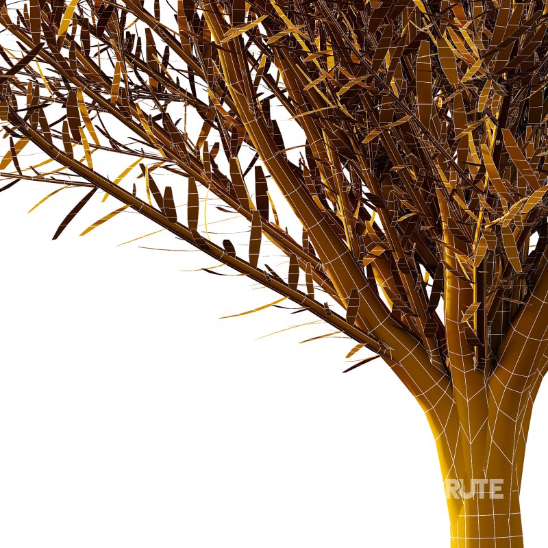 plant bush Flower Lavandula pedunculata 06 Image 5