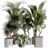 indoor plants 109 – plant collections in pot - Thumbnail 5