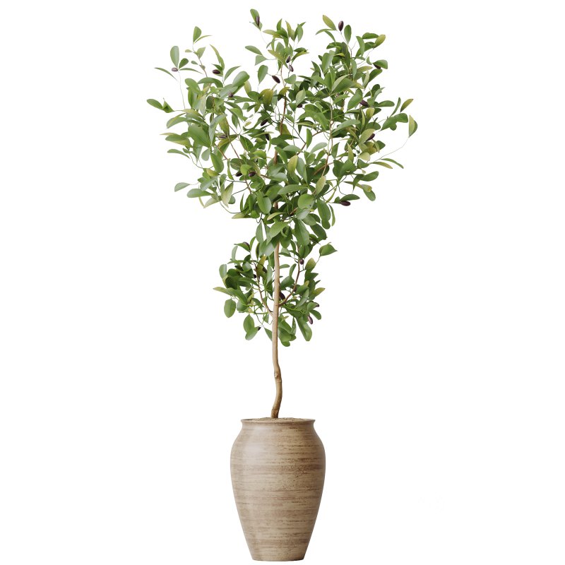 AV Indoor Plants Set 258 Olive Eucalyptus and Palm Paradise and Dracaena and Briful Image 1