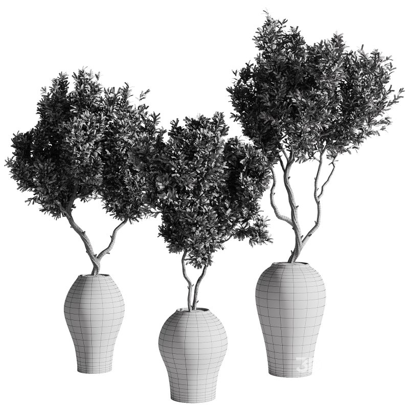 indoor plants – 68 plant in pot Image 2