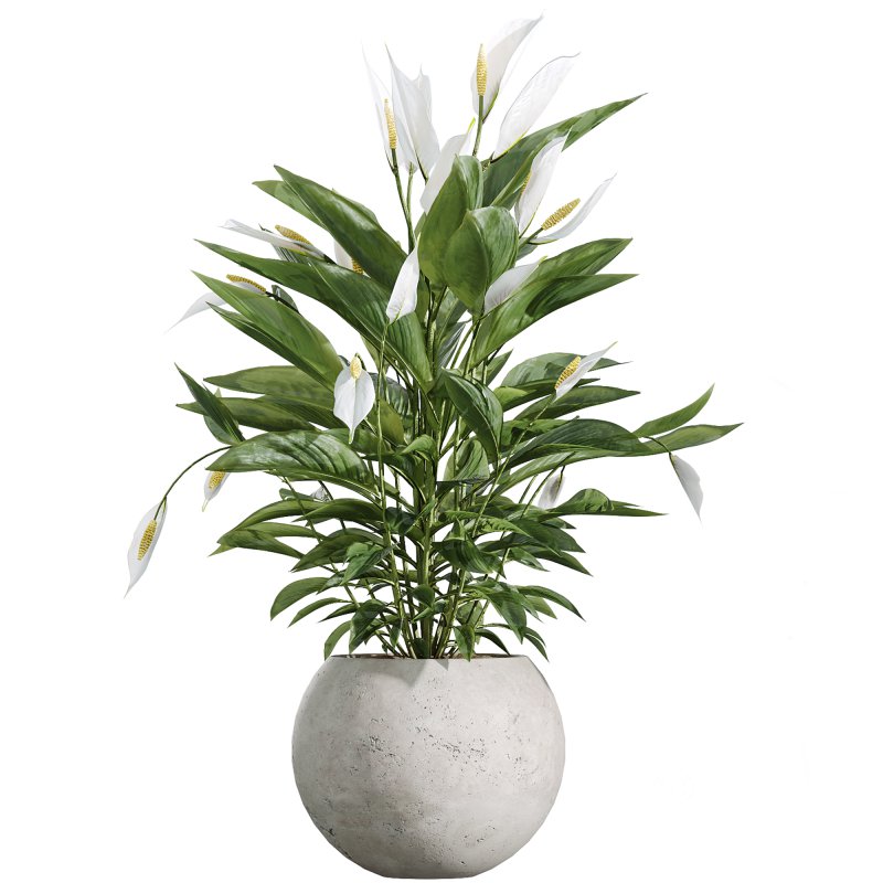AV Indoor Plants Set 251 Olive Eucalyptus Japandi Ficus Banana Strelitzia Peace Lily Image 3