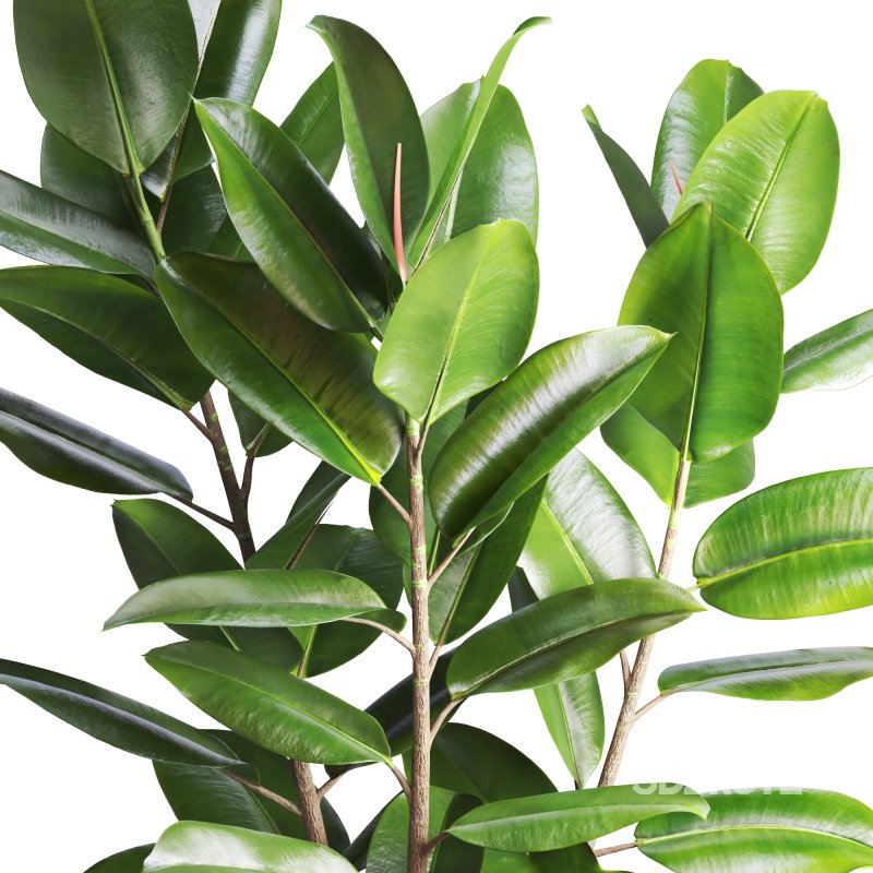 Indoor Plant Ficus with a basket pot Image 4