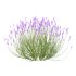 plant bush Flower Lavandula pedunculata 07 - Thumbnail 1