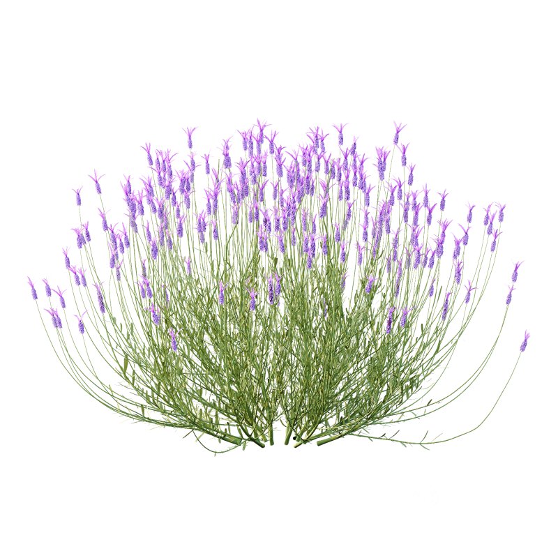 plant bush Flower Lavandula pedunculata 07 Image 1