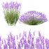 plant bush Flower Lavandula pedunculata 07 - Thumbnail 5
