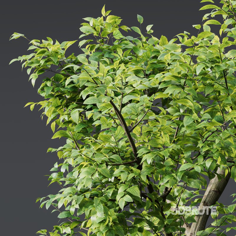 AV 8 different trees Bamboo Bambusoideae and Celtis Australis Image 1