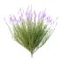 plant bush Flower Lavandula pedunculata 06 - Thumbnail 3