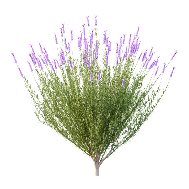 plant bush Flower Lavandula pedunculata 06 Image 3