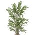 AV Indoor Plants Set 266 Areca Palm and Dypsis Lutescens and Beech Olea Europaea Olive Eucalyptus - Thumbnail 3