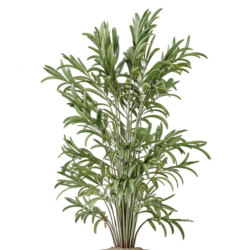 AV Indoor Plants Set 266 Areca Palm and Dypsis Lutescens and Beech Olea Europaea Olive Eucalyptus Image 3