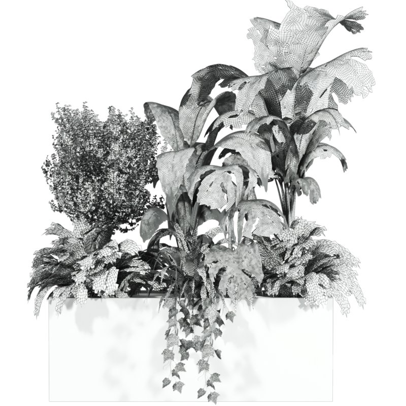 outdoor plants Image 3