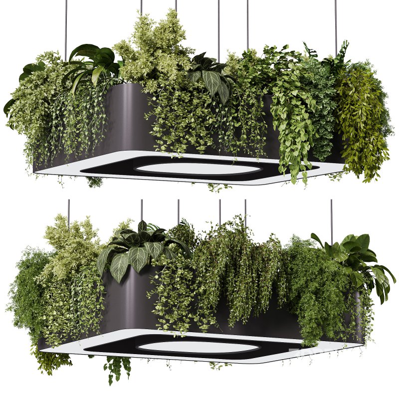 indoor plants – 64 Hanging indoor plant Image 2