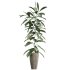 AV Indoor Plants Set 259 Olive Eucalyptu and Dracaena Warnecki and Monstera Deliciosa - Thumbnail 4