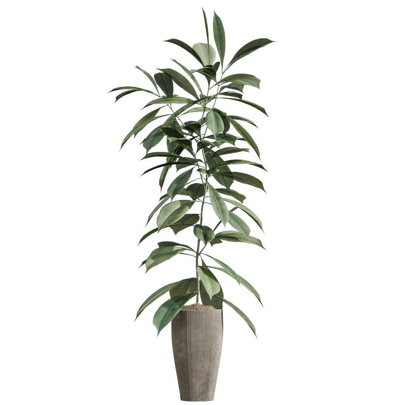 AV Indoor Plants Set 259 Olive Eucalyptu and Dracaena Warnecki and Monstera Deliciosa Image 4