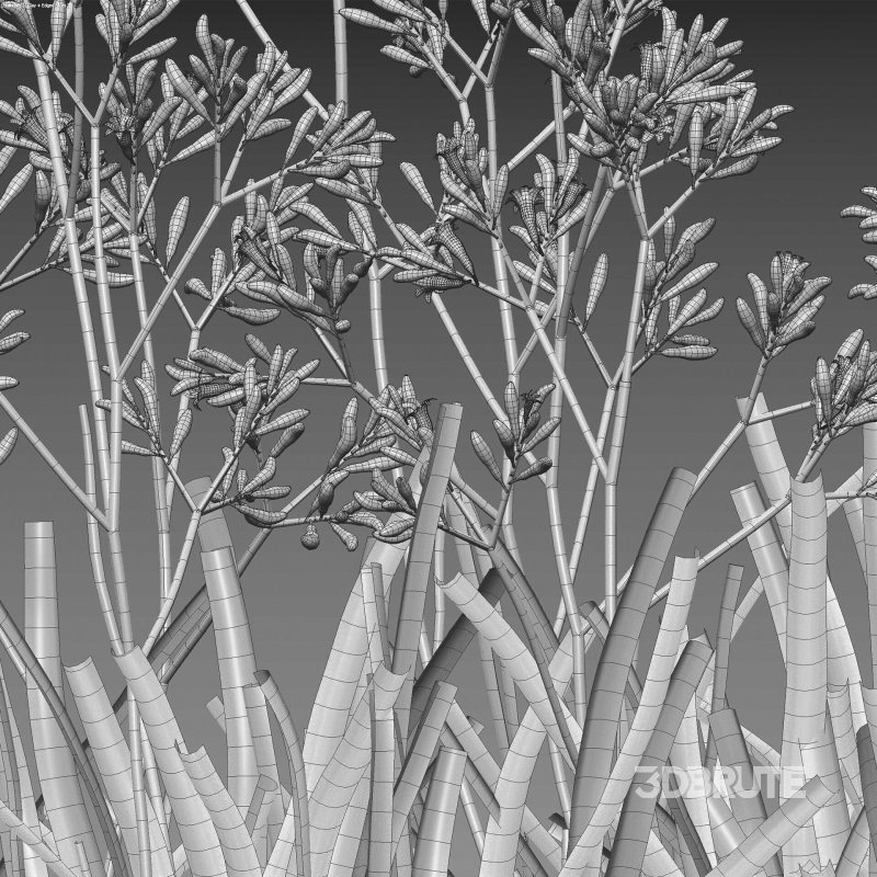 Anigozanthos flavidus – Kangaroo Paw 04 Image 7