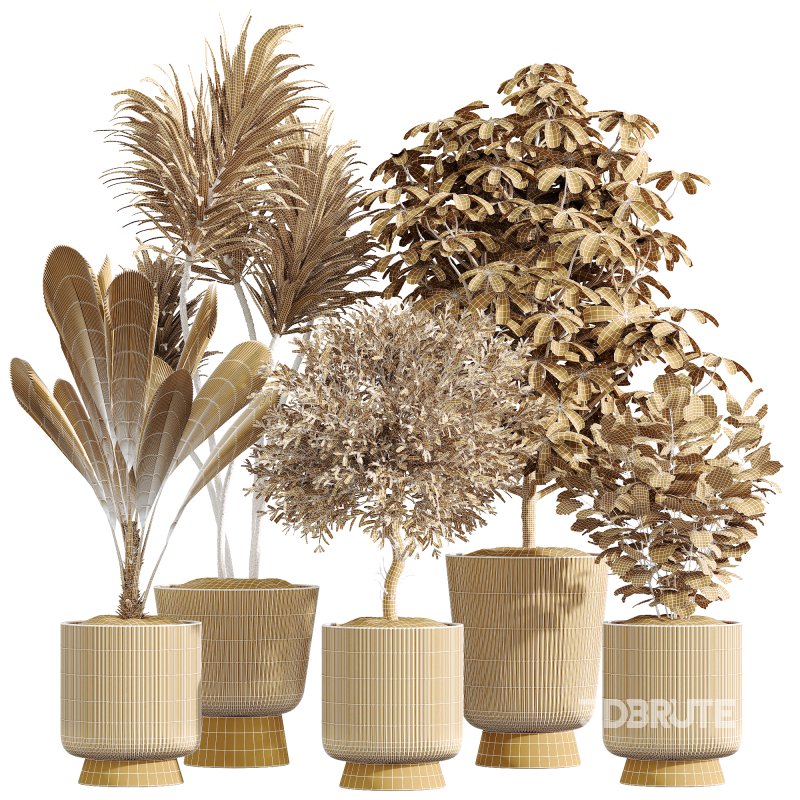 ntal plant is admired for its linear variegated foliage, offering a strong vertical structure. Image 12